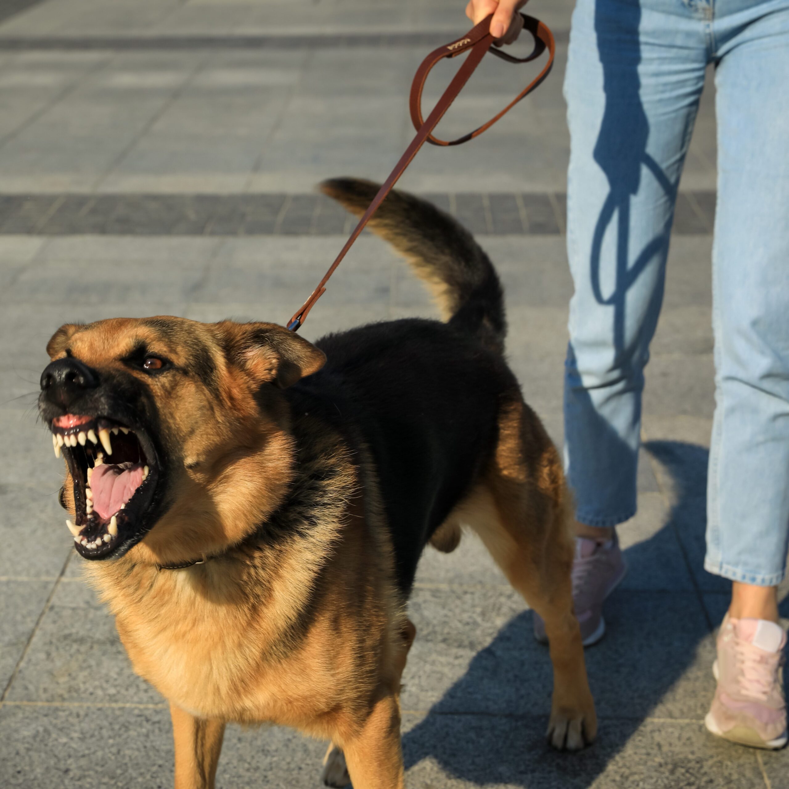 Woman with her aggressive dog outdoors
